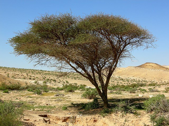 Acacia Tree in Levant, Israel