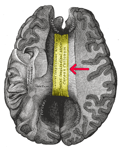 The under part of the Corpus Callosum, which bridges both hemispheres and wraps around the brain, sometimes called the bridge of consciousness.
